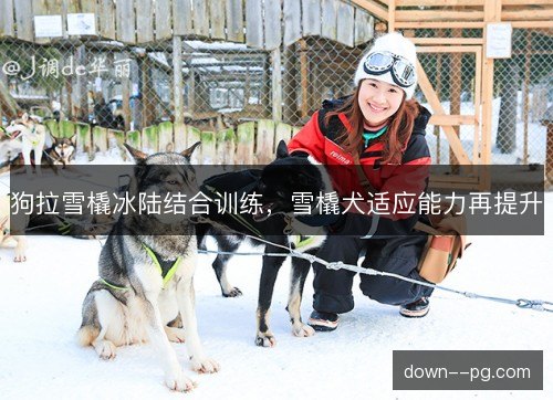 狗拉雪橇冰陆结合训练，雪橇犬适应能力再提升